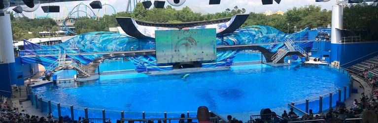 Orca Encounter