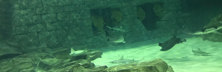 Manta Aquarium