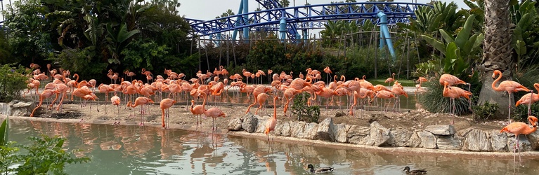 Flamingoes